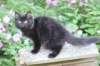chana13viikkoa216202631_small.jpg