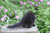 chana13viikkoa216202632_small.jpg