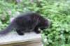 chana13viikkoa216202635_small.jpg