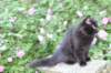 chana13viikkoa21620267_small.jpg