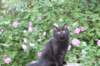 chana13viikkoa21620268_small.jpg
