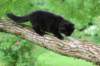 chana15weeks87202626_small.jpg