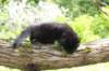 chana95weeks295202611_small.jpg
