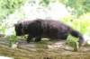 chana95weeks29520268_small.jpg