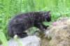 chanoch105viikkoa562026138_small.jpg