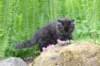 chanoch105viikkoa562026146_small.jpg