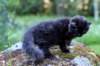 chanoch13viikkoa216202611_small.jpg