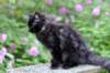 chanoch13viikkoa216202614_small.jpg