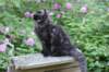chanoch13viikkoa216202619_small.jpg