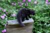 chanoch13viikkoa216202631_small.jpg