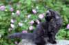 chanoch13viikkoa21620269_small.jpg