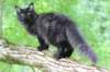 chanoch15weeks87202628_small.jpg