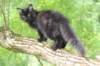 chanoch15weeks87202630_small.jpg