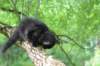 chanoch15weeks87202651_small.jpg