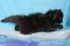 chanoch4vi224202616_small.jpg