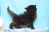 chanoch4vi224202622_small.jpg