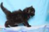 chanoch4vi224202627_small.jpg