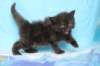 chanoch4vi224202628_small.jpg