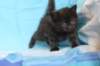 chanoch4vi224202630_small.jpg