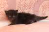 chanoch4vi224202639_small.jpg