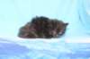 chanoch4vi22420263_small.jpg