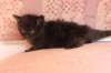 chanoch4vi224202640_small.jpg