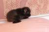 chanoch4vi224202653_small.jpg