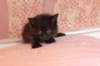 chanoch4vi224202657_small.jpg