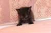 chanoch4vi224202661_small.jpg