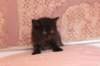 chanoch4vi224202665_small.jpg