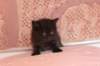 chanoch4vi224202666_small.jpg