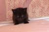 chanoch4vi224202667_small.jpg