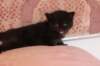 chanoch4vi224202672_small.jpg