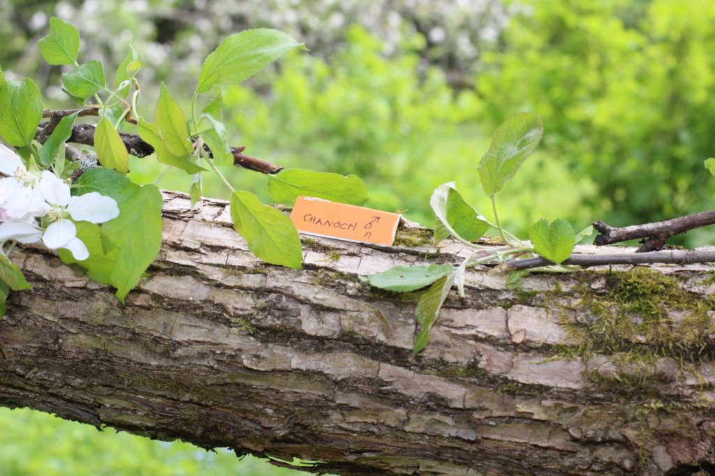 chanoch95weeks29520261.jpg