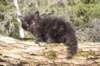 chanochns65weeks852026103_small.jpg
