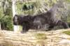 chanochns65weeks85202610_small.jpg