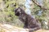 chanochns65weeks852026110_small.jpg