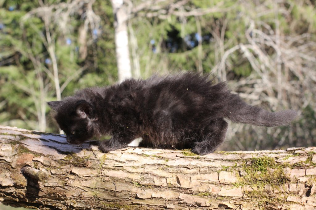chanochns65weeks85202613.jpg