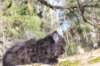chanochns65weeks85202615_small.jpg
