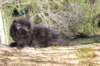 chanochns65weeks85202632_small.jpg