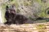 chanochns65weeks85202633_small.jpg