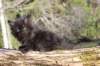 chanochns65weeks85202634_small.jpg