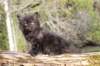 chanochns65weeks85202635_small.jpg