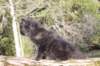 chanochns65weeks85202642_small.jpg