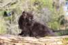 chanochns65weeks85202651_small.jpg