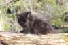chanochns65weeks85202652_small.jpg