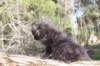 chanochns65weeks85202658_small.jpg