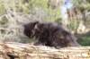 chanochns65weeks85202659_small.jpg