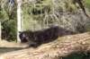 chanochns65weeks85202698_small.jpg