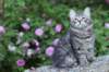 chavazelet13viikkoa216202613_small.jpg